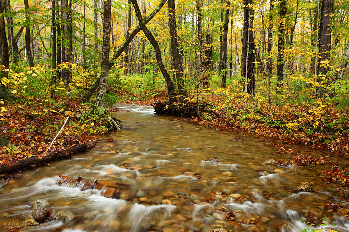 http://www.naturephoto.co.il/zenphoto/albums/world/East_USA/World_178.jpg