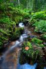 Through the Black Forest