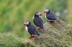 Puffins