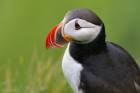  Puffin Portrait