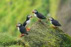 Puffins