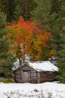 Colors of Lapland Fall