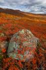 Norway Highland Fall Scene