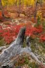 Insane Colors of Siberian Fall