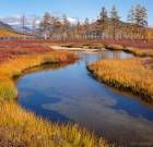 Insane Colors of Siberian Fall