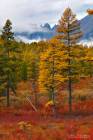 Insane Colors of Siberian Fall