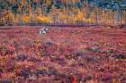 Siberian Ascii in Siberian Taiga Fall collors