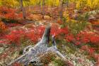 East Siberian Taiga Fall