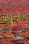 Insane Colors of Taiga Fall