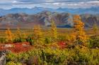 Insane Colors of Siberian Fall