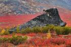 Insane Colors of Siberian Fall