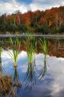 Adirondack Autumn Scenery