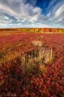 Maine Blueberry Barrens 