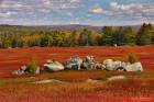 Maine Blueberry Barrens 