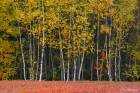 Birches and Blueberries