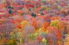 Autumn Forest