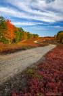 Maine Blueberry Barrens 