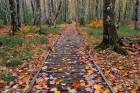 Jesup path