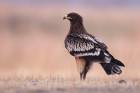 Greater Spotted Eagle