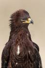 Greater Spotted Eagle