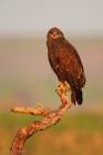 Greater Spotted Eagle