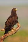 Greater Spotted Eagle