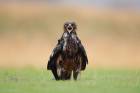 Greater Spotted Eagle