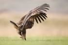 Greater Spotted Eagle