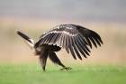 Greater Spotted Eagle