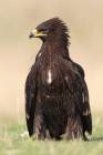 Greater Spotted Eagle