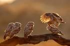 Little Owls Family Portrait