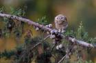 Little Owl Portrait