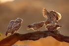 Owls Family 