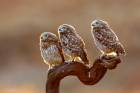 Three Owls One Glance