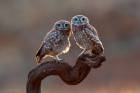 Little Owls Couple Portrait