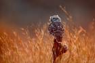 Little Owl on the Edge of the Day