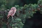 Little Owl on Juniper Tree
