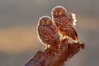 Little Owl Portrait