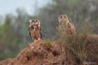 Eagle Owls Couple