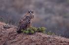 Eagle Owl 