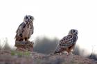 Eagle Owls Couple