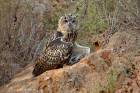 Eagle Owl Protecting his Prey