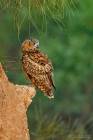 Eagle Owl 