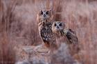 Eagle Owl Couple