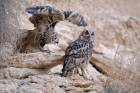Eagle Owl Brothers