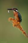 Common Kingfisher 