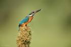 Common Kingfisher 