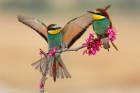 European Bee-Eater