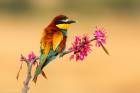 European Bee-Eater