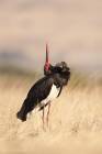 Black Stork
